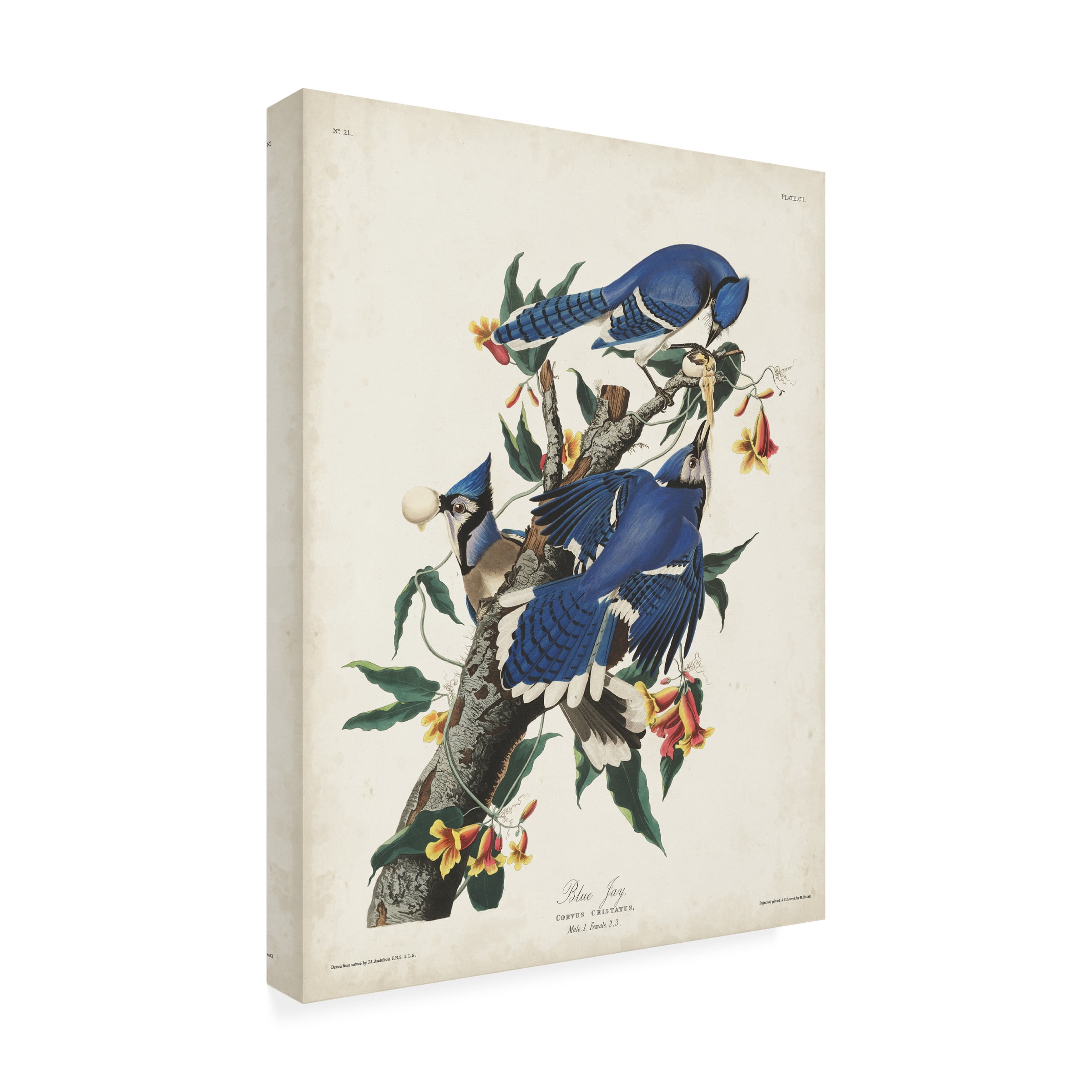 John James Audubon 'Blue Jay' Canvas Art