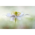 thumbnail image 2 of Disher, Mandy 18x13 White Modern Wood Framed Museum Art Print Titled - Nemorosa*, 2 of 4