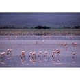 thumbnail image 2 of Posterazzi DPI1788797 Pink Flamingos Drinking Water Poster Print by Natural Selection Chris Pinchbeck, 18 x 12, 2 of 4