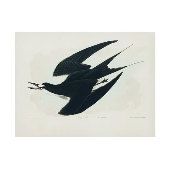 Trademark Fine Art Pictufy Sooty Tern From Birds of America 1827 Canvas Wall Art