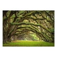 thumbnail image 3 of Tiptophomedecor Landscape Wallpaper Wall Mural - Tree Embrace, 3 of 4