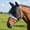 3Pcs Horse Fly Mask Under $5 a1, variant on Bzdzmqm Breathable Horse Fly Mask, Insect Blocking Mesh Equine Face Cover, Adjustable Turnout Grazing Protector, Navy, Adult Horse Pony Fit, Soft Comfortable Fit, Summer Essential