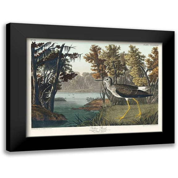 Audubon, John James 14x11 Black Modern Framed Museum Art Print Titled - Yellow Shank