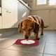 thumbnail image 3 of Comedero Lento Para Perros Almohadilla De Silicona Para Que Los Perros Laman Dispensador Para Cachorros Y Gatos Que Evita La Ansiedad Y El Desorden Seaflex Feast Mat – Comedero Lento Fomenta El, 3 of 7