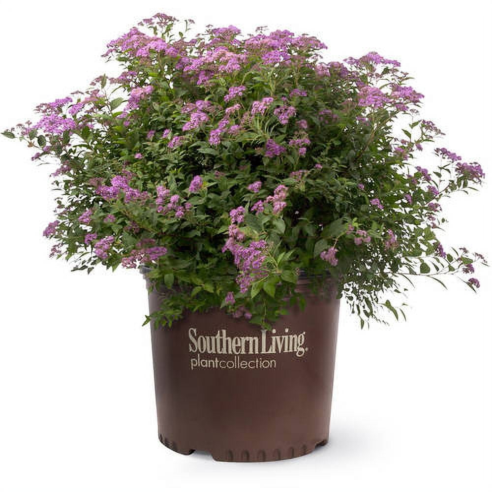 Southern Living Little Bonnie Dwarf Spiraea Live Shrub in 2.5-Quart Grower Pot