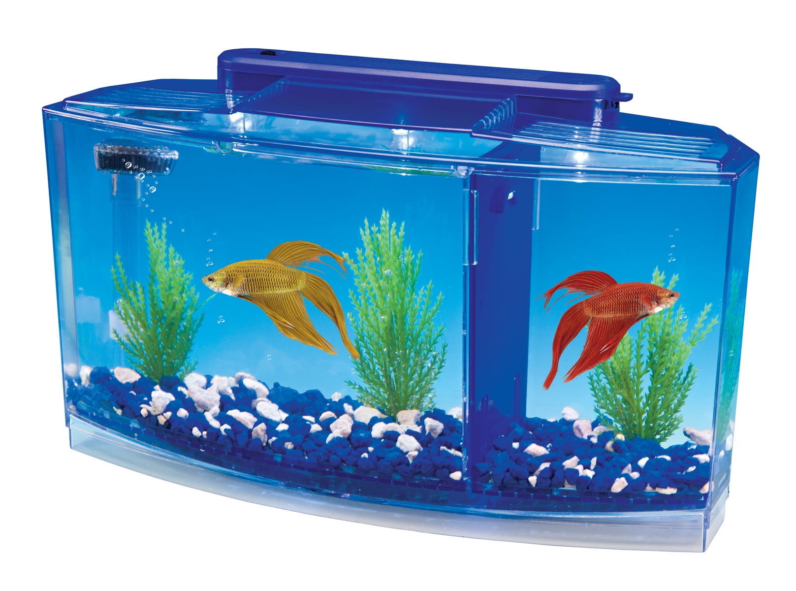 Купить живых аквариумных рыбок. Аквариум Betta. Аквариум Double Tank Kit. Аквариум (Fish Tank) 2009. Аквариум Box Betta 1.3.