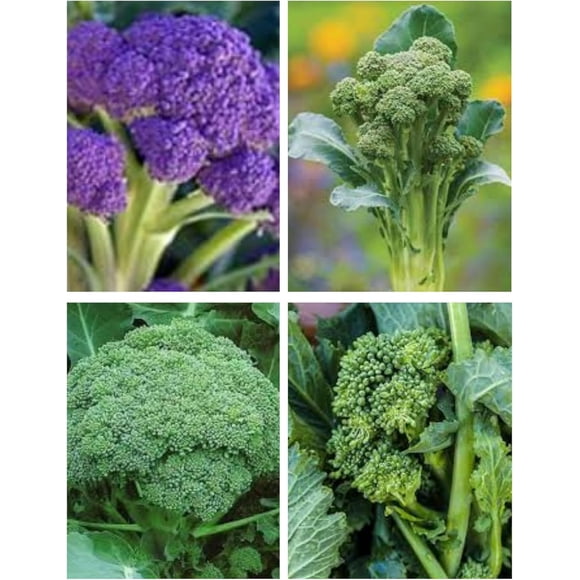 GSDWIUEW Vegetable Seeds Broccoli Multi Pack 850+ Seeds 100+ Winter Wonder Purple Sprouting Broccoli 250+ Green Sprouting Broccoli 250+ Calabrese Broccoli 250+ Sessatina Broccoli Rapini.