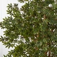 thumbnail image 3 of Nearly Natural 5297 Japanese Maple Silk Tree, 6-Feet, Green, 3 of 6