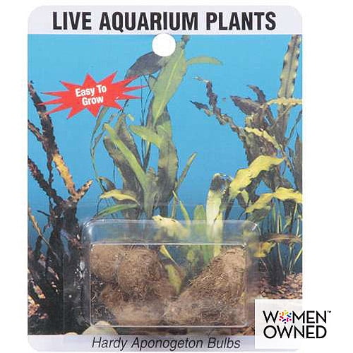 SeaLife Plants Live Aponogeton Aquarium Bulbs, 1ct