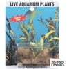 Sea-Life Plants Live Aponogeton Aquarium Bulbs, 1ct