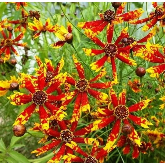 100 Rare Coreopsis Seeds - Radiana Tigrina- Ships from Iowa, USA