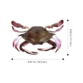 thumbnail image 2 of LOLIPPYY Educational Tool Crab Toys for Swimming Pool Decoration PVC Multi 1Set, 2 of 8