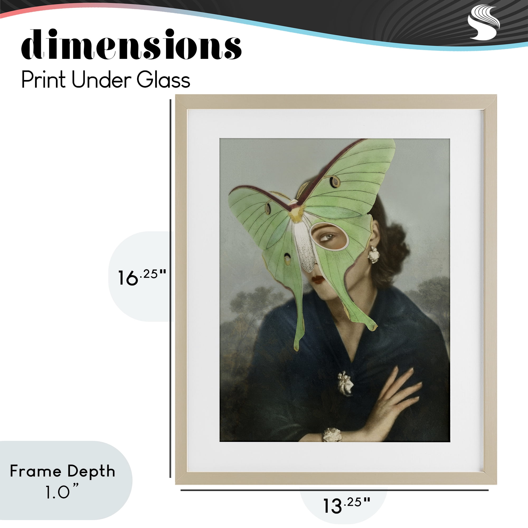 Stupell Industries Naturalist Portrait with Moth Birch Framed Print Under Glass, design by Victoria Barnes