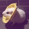 thumbnail image 3 of Collier de Protection pour Chien, Collier Cône de Guérison, Protection Intelligente pour Petits Animaux Écureuil Cochon d'Inde Rat, Jaune, S, 3 of 5