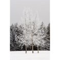 thumbnail image 1 of Frost on Trees Poster Print, 24 x 38, 1 of 1