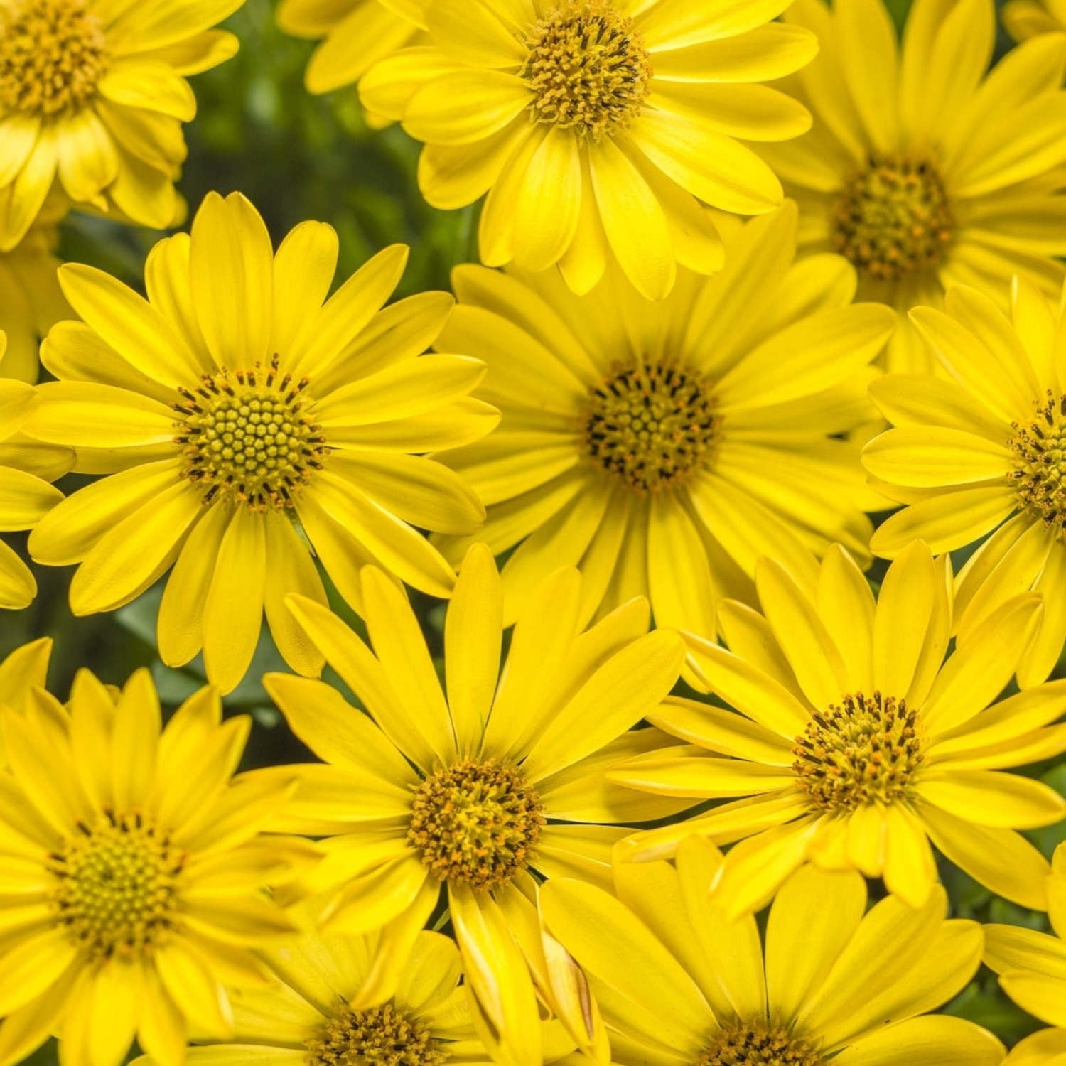 Proven Winners 4" Bright Lights Yellow African Daisy Live Plant in 4.25" Pot (4 Count)