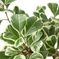 thumbnail image 2 of Ficus Elastica 'Triangularis' Variegated in 4" Pot | Live Plant for Indoor | 7 - 12 inch Tall, 2 of 5