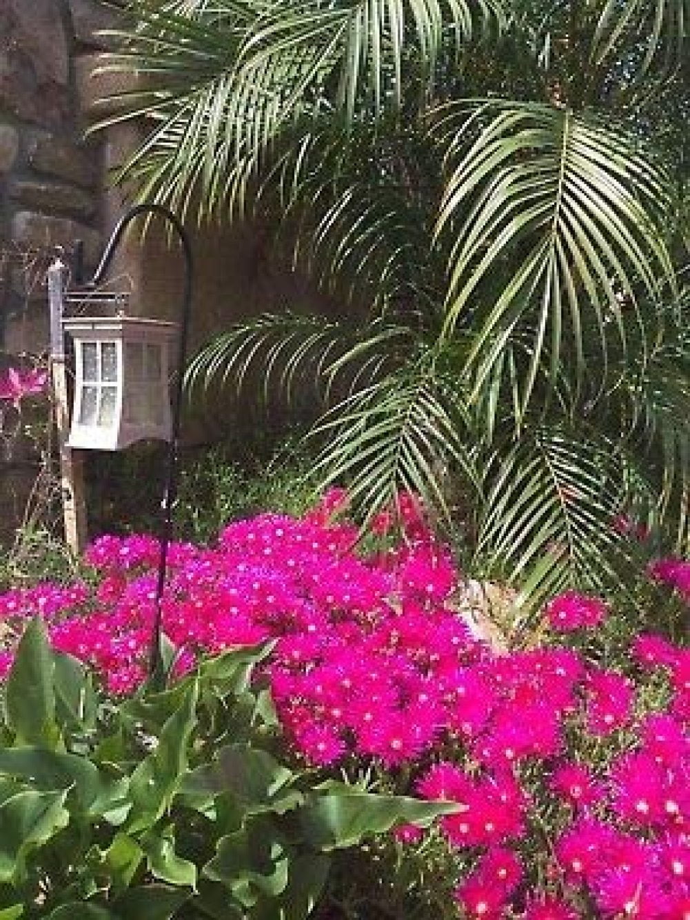 Vibrant Magenta Pink Ground Cover Succulent Flower Ice Plant Healthy Cuttings Onenbary Walmart Com Vibrant Magenta Pink Ground Cover Succulent Flower Ice Plant Healthy Cuttings Onenbary Walmart Com