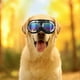 thumbnail image 5 of Gafas de sol para perros Gafas para perros Correa ajustable para viajes Esquí y gafas antivaho para nieve Gafas para mascotas, 5 of 5