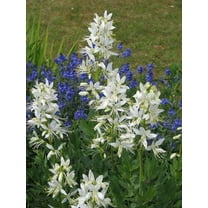 10 GAS PLANT MIX Dictamnus Albus Mixed Colors White Red Pink Lilac Flower Seeds