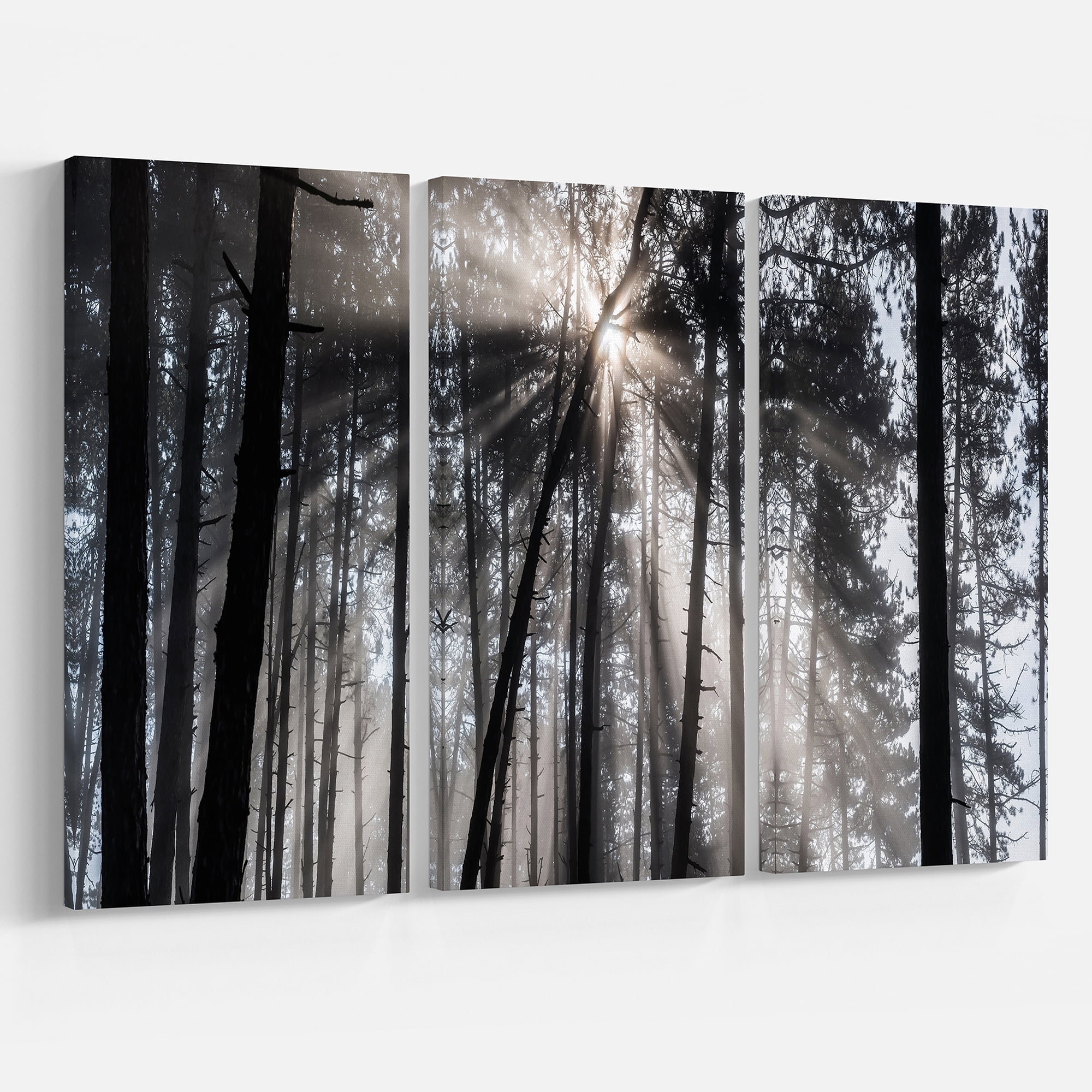 Designart 'Sunbeams through Black White Forest ' Forest Canvas Wall Art Print