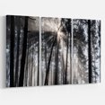 thumbnail image 2 of Designart 'Sunbeams through Black White Forest ' Forest Canvas Wall Art Print, 2 of 3