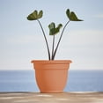 thumbnail image 4 of Bloem 8-in Ariana Self Watering Plastic Planter - Muted Terra Cotta Color, 4 of 6