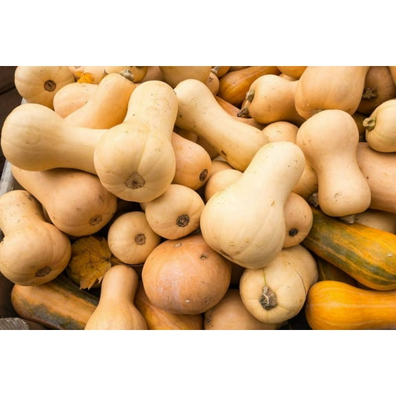 Winter Squash Seeds - 10 Seeds - Tasty Butternut Squash