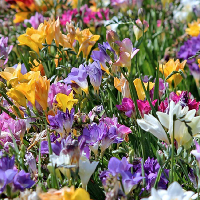 Touch Of Eco Famously Fragrant Mixed Freesia Plant Bulbs - (30 Count)
