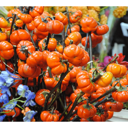 15 Seeds Pumpkin On A Stick Seeds for Planting, Ornamental Eggplant Seeds, Easy to Grow for Garden