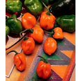 thumbnail image 2 of Hot Habanero Pepper Plant - 2.5" Pot - Great in Sauces and Salsas, 2 of 2