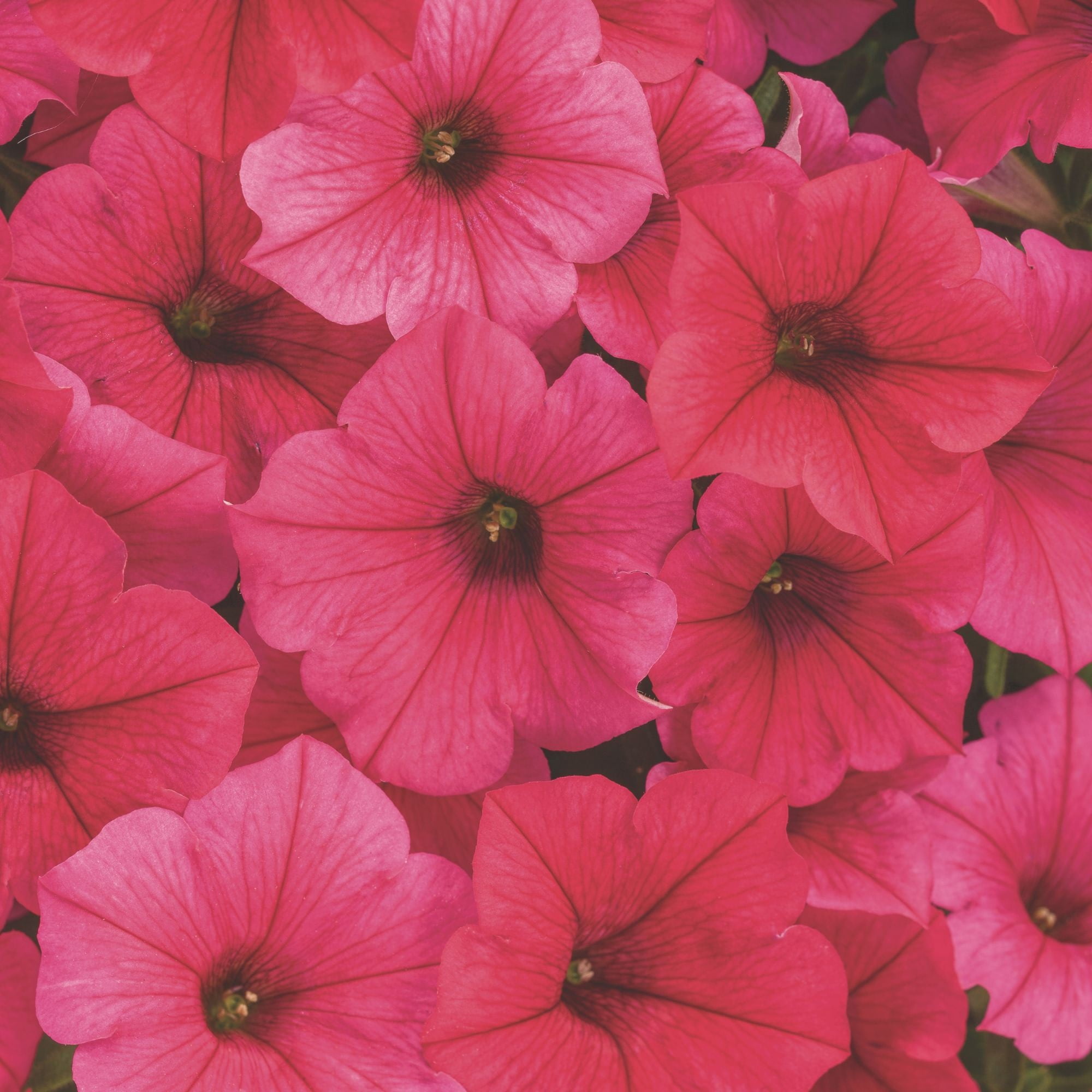 Proven Winners 4" Pink Supertunia Vista Paradise Petunia Live Plant in 4.25" Pot (4 Count)