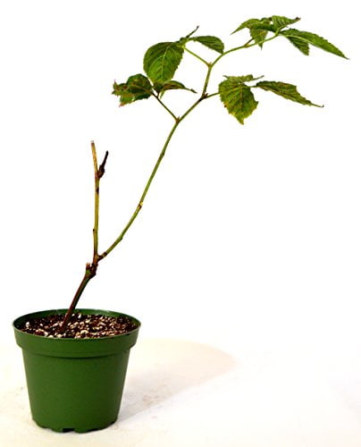 9GreenBox - Natchez Thornless Blackberry Fruit Plant Gift