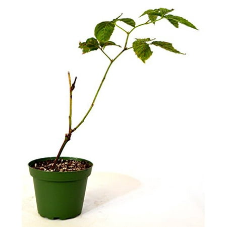 9GreenBox - Natchez Thornless Blackberry Fruit Plant (Best Fruit Trees To Plant)