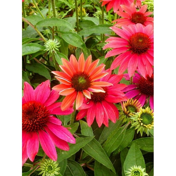 50 Tres Amigos Coneflower Seeds Echinacea Flower Perennial Flowers Seed 1400 USA