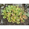 thumbnail image 3 of 50 HEUCHERA Americana CORAL BELLS Dale's American Alumroot Flower Seeds, 3 of 10