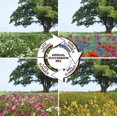 thumbnail image 2 of Endless Summer - Annual Succession Mix (200 Seeds), 2 of 3