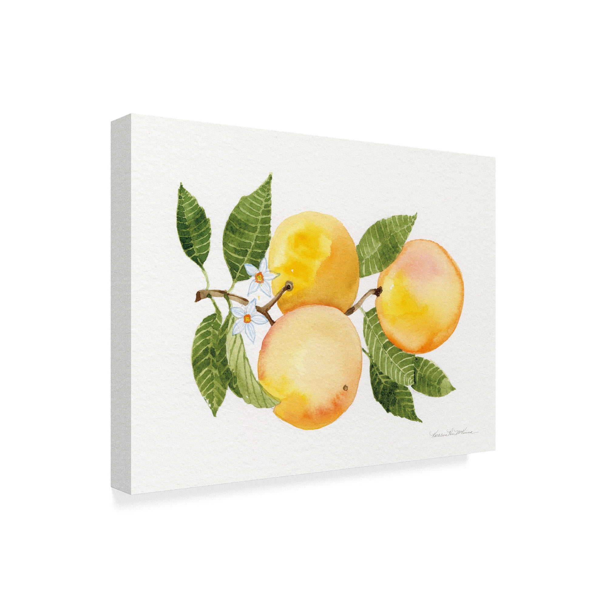 Trademark Fine Art 'Citrus Garden III' Canvas Art by Kathleen Parr McKenna