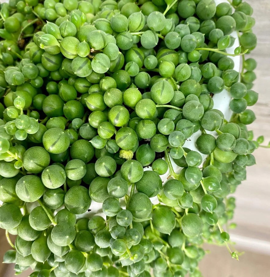 String of Pearls Live Plant in 4" Pot - Trailing Succulent - String Plant - Senecio Rowleyanus - Ornamental Indoor Outdoor Houseplant