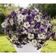 thumbnail image 4 of Flores artificiales para exteriores Ramos de exterior Decoración de jardín Arbusto estilo petunia Tallos impermeables resistentes a los rayos UV Pétalos texturizados Follaje verde, 4 of 5