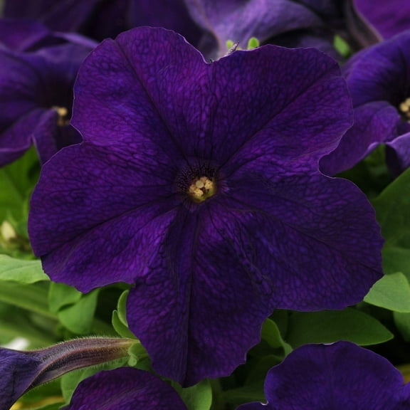Outsidepride Alderman Petunia Seeds - 5000 MVR1 Pcs. Annual, Compact & Friendly Flower Seeds for Planting Low Growing Vibrant Blooms for Garden Beds, Hanging Baskets & Container Displays