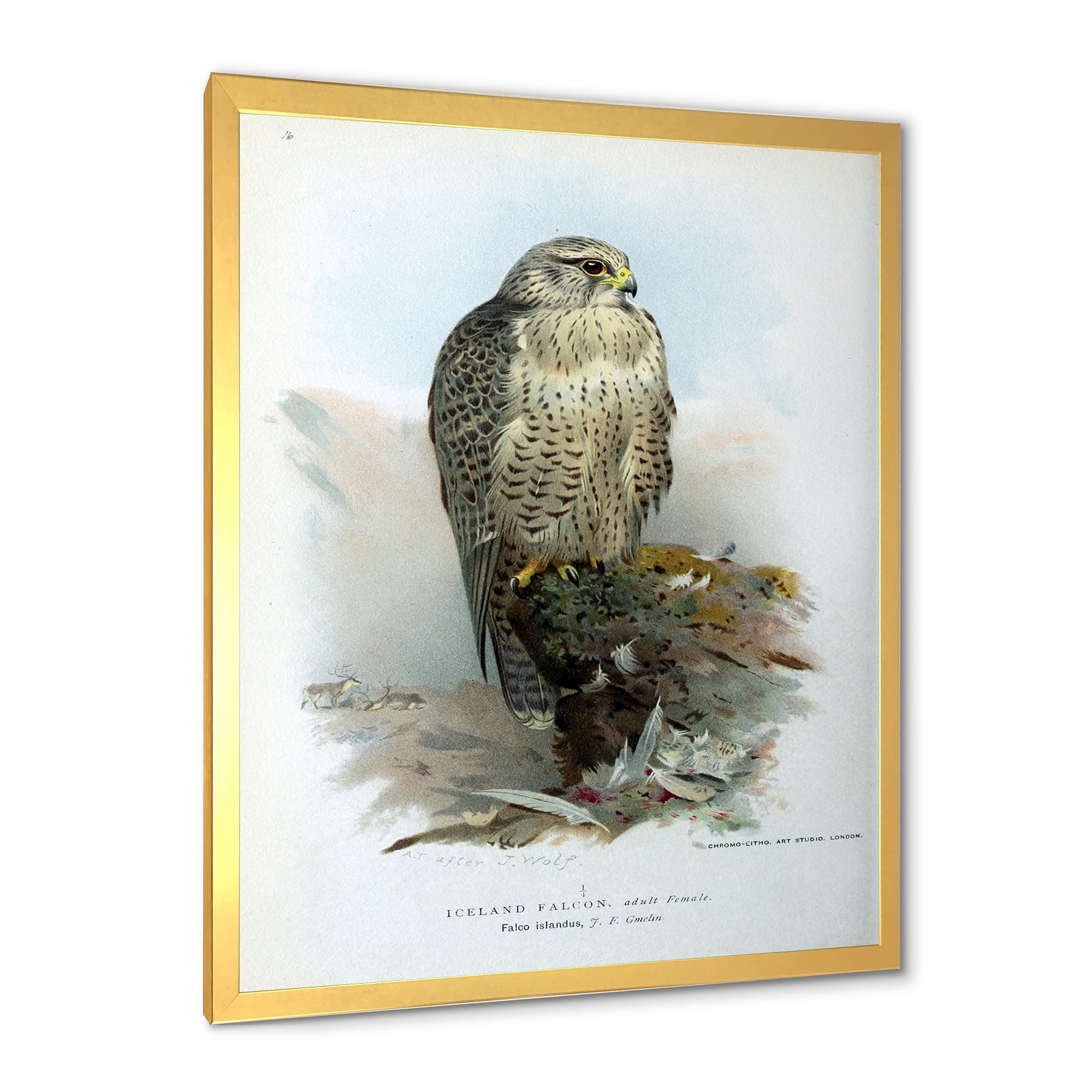 Designart 'Ancient Bird Life V' Traditional Framed Art Print