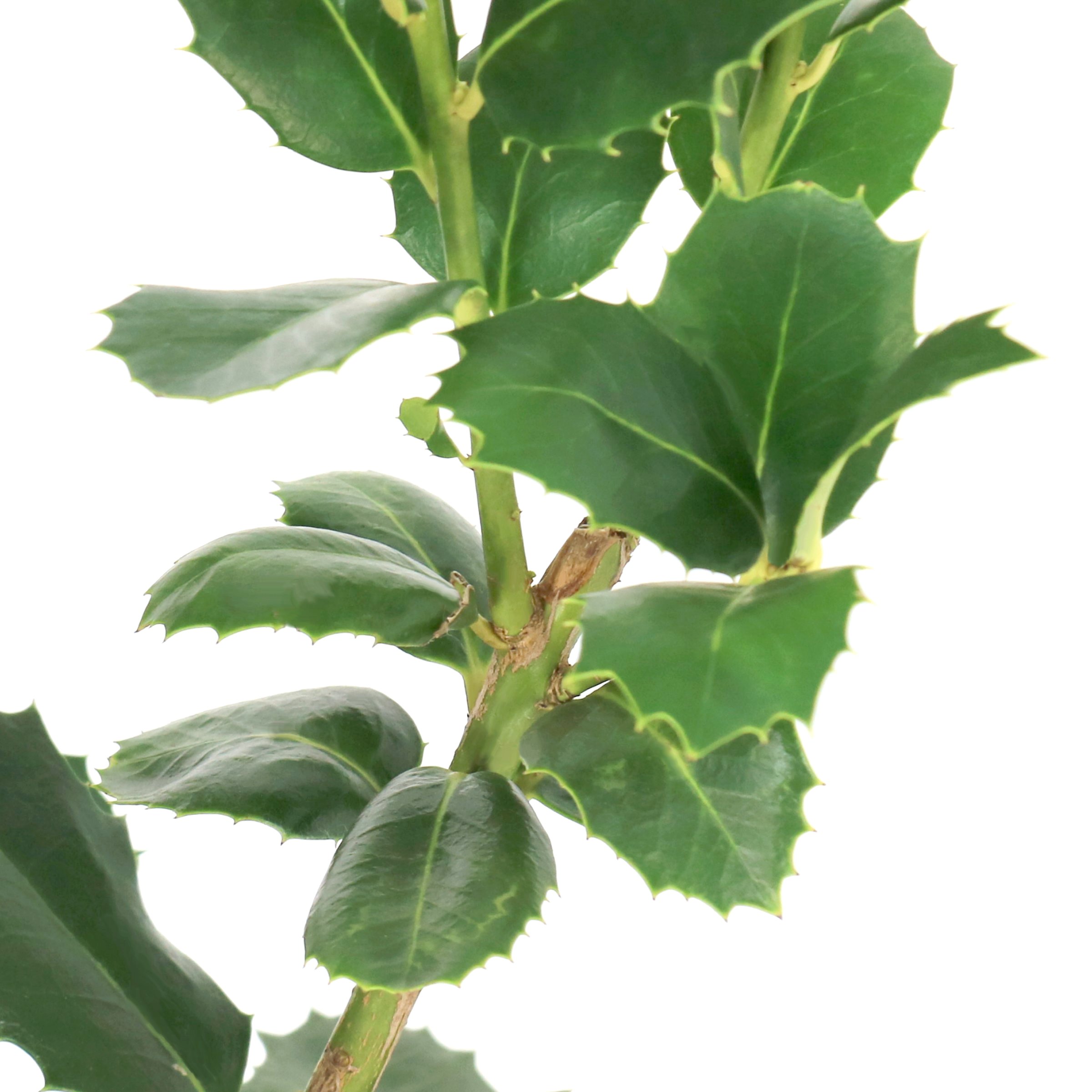National Plant Network 3 gal.Ilex Savannah