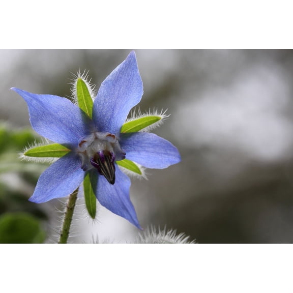 Borage Herb Seeds/ Annual/ Full Sun/ 25 Seeds 1/2 gram / Zellajake Farm and Garden - B15