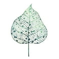 thumbnail image 3 of Popp, Grace 12x14 Black Modern Framed Museum Art Print Titled - Veiled Leaf I, 3 of 5