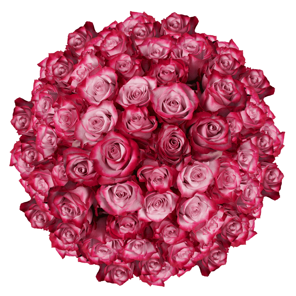 150 X Long Stems Of Deep Purple Roses Beautiful Fresh Cut Flowers Express Delivery Walmart Com Walmart Com
