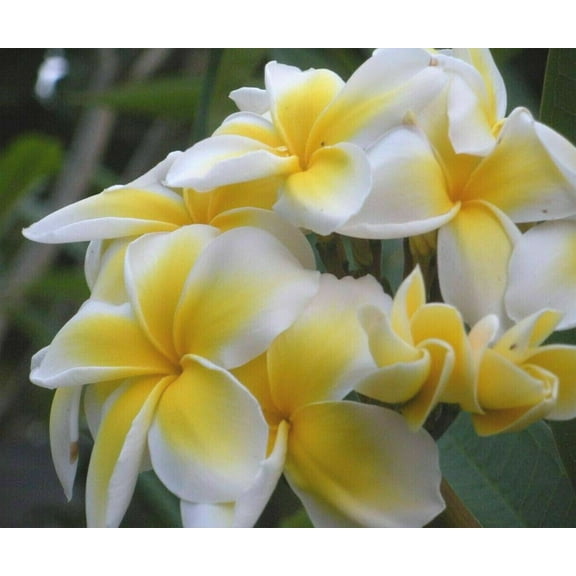 10 "Celadine" Plumeria Seeds Plants Flower Flowers Perennial Seed P-17