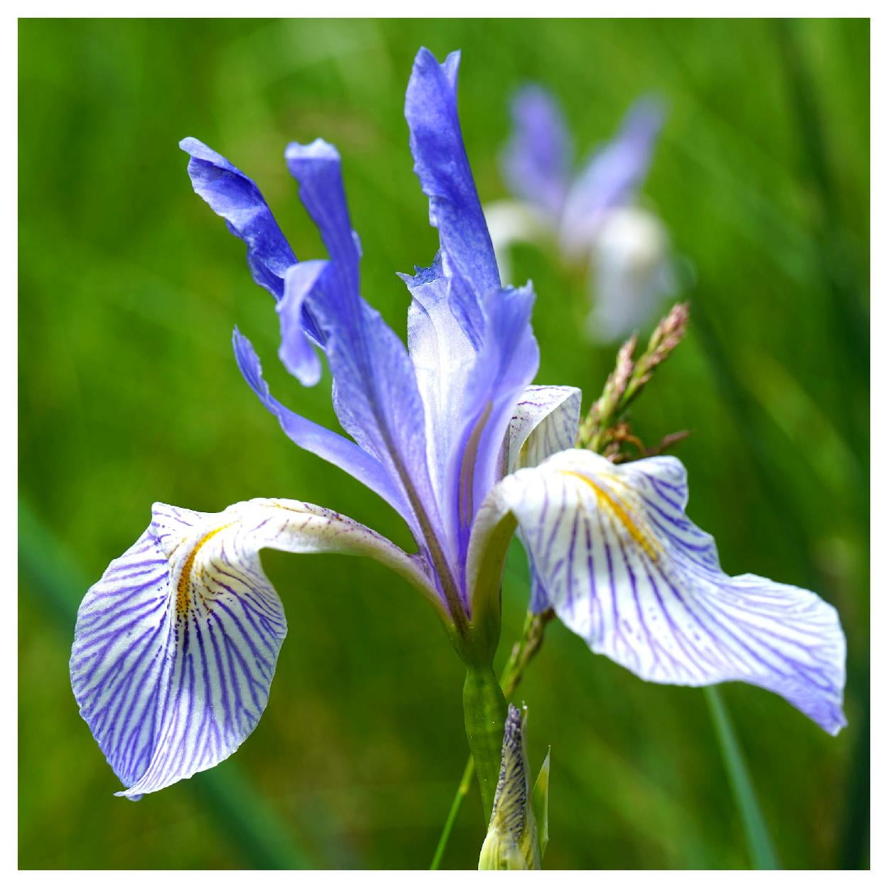 Everwilde Farms - 1/4 lb Wild Blue Iris Native Wildflower Seeds - Gold Vault Bulk Seed Packet