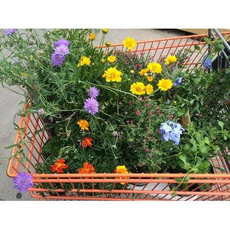 laminated poster gardening garden centre planting plants flowers poster 24x16 adhesive decal - Walmart Garden Center Plants laminated poster gardening garden centre planting plants flowers poster 24x16 adhesive decal - Walmart Garden Center Plants