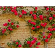 CZ Grain 100 Climbing Rose Vine Plant Seeds, Exotic and Prized